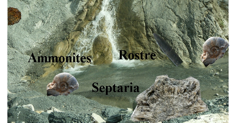 Ammonites, Rostre et Septaria